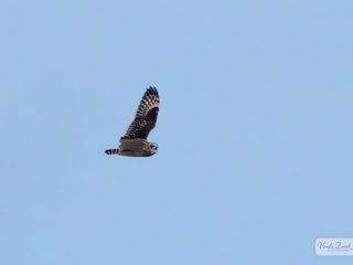 Short-eared Owl