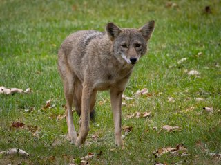 Coyote