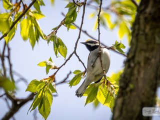Golden-winged Warbler