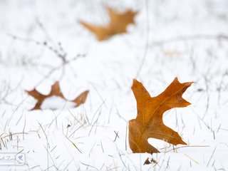Oak Leaf