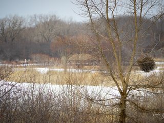 Mallard Lake Forest Preserve