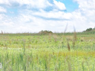 Miller's Meadow