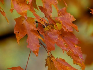 Fall Foliage