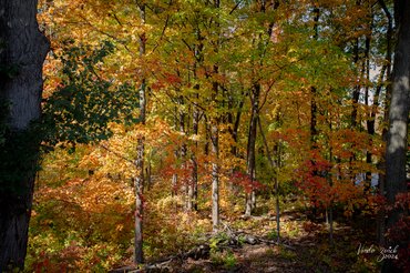 Busse Woods