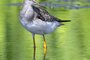 Lesser Yellowlegs