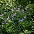 Wildflowers in Bloom