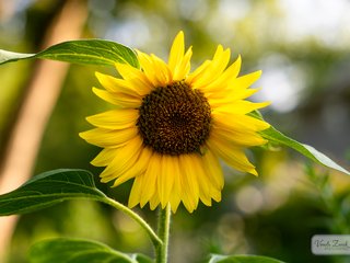 Annual Sunflower