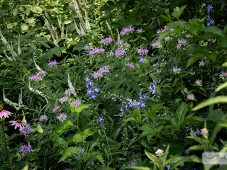 Wildflowers in Bloom