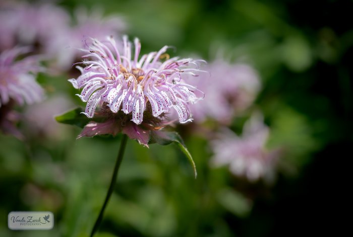 Bradbury's Monarda