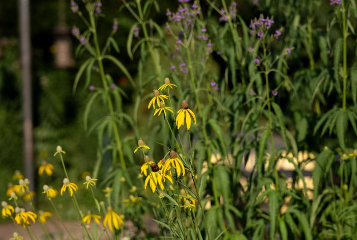 Yellow Coneflower and Blue Vervain