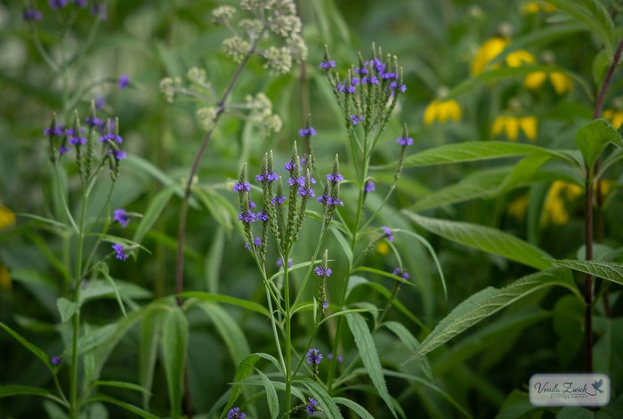 Blue Vervain