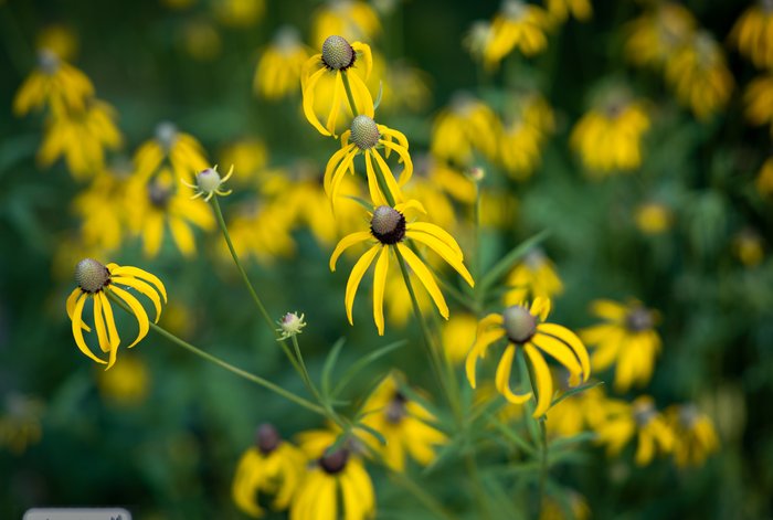 Yellow Coneflower