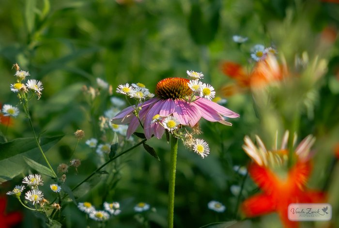 Purple Coneflower
