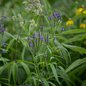 Blue Vervain