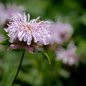 Bradbury's Monarda