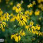 Yellow Coneflower