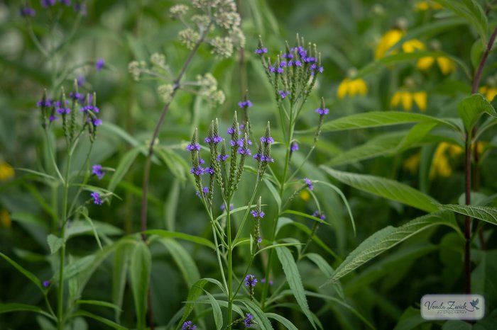 Blue Vervain