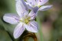 Spring Beauty