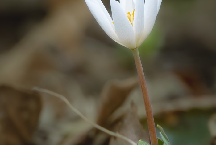 Bloodroot
