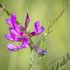 American Vetch