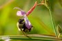 Bumble Bee