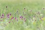 Purple Prairie Clover