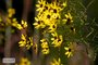 Tall Coreopsis