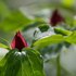 Trillium