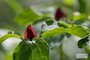 Trillium