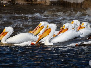 American White Pelicans