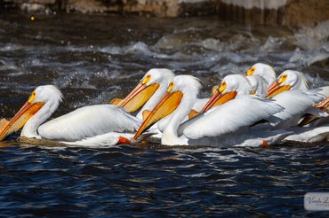 American White Pelicans