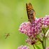 Great Spangled Fritillary and Slender Flower Longhorned Beetle
