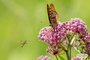 Great Spangled Fritillary and Slender Flower Longhorned Beetle