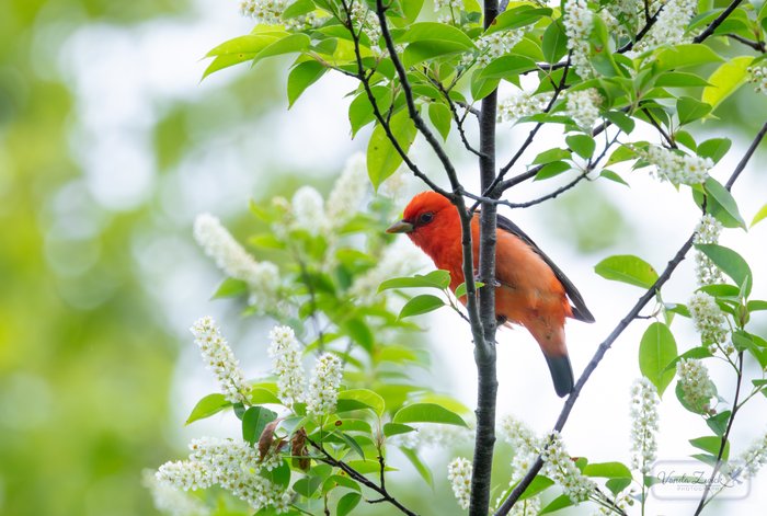 Scarlet Tanager