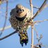 Northern Flicker