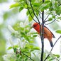 Scarlet Tanager