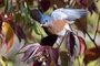 Eastern Bluebird