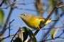 Nashville Warbler