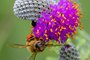 Honey Bee