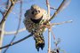 Northern Flicker