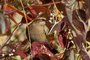 Rusty Blackbird