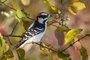 Downy Woodpecker