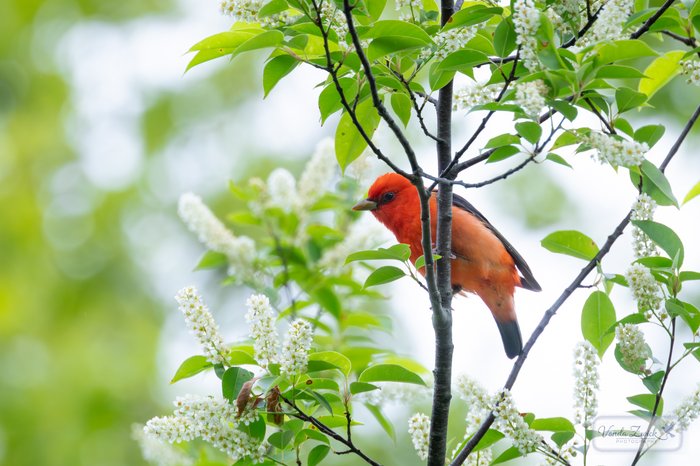 Scarlet Tanager