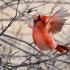 Northern Cardinal