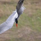 Caspian Tern