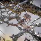 Fox Sparrow