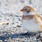Female Snow Bunting