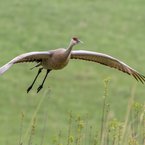 Sandhill Crane