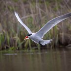 Caspian Tern