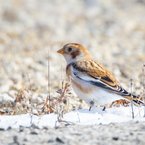 Female Snow Bunting